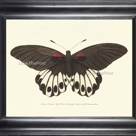 Butterfly Print Botanical Art Print Nod430 Beautiful Antique Etsy