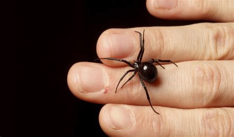 Six Things You Believe About Spiders That Are Totally False The World