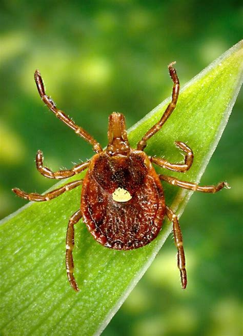 Red Meat Allergies Caused By Lone Star Tick Bites Healdove