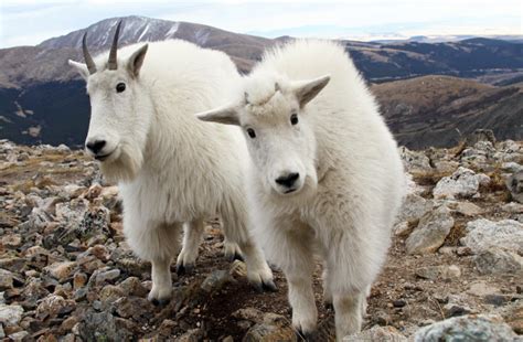 Mountain Goat The Biggest Animals Kingdom