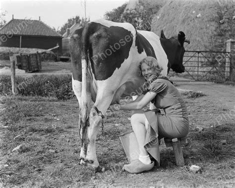 Dutch Woman Milking Her Cow Vintage 8x10 Reprint Of Old Photo Old Photos Milk The Cow Cow