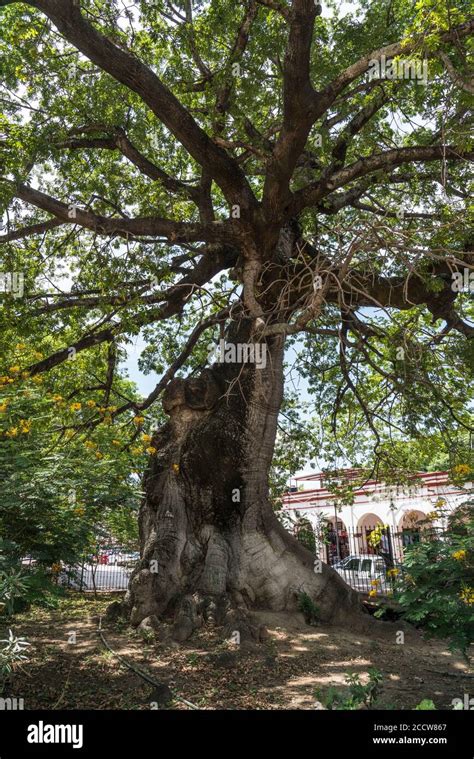 Ceiba Tree Legend