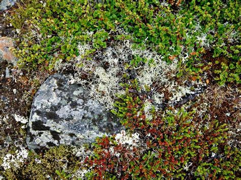 Norway Mountains Plants Stock Image Image Of Plant Lichen 27860869