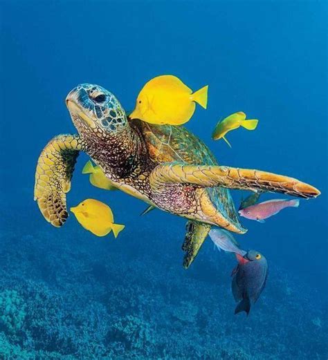 162 Best Images About Sea Turtles On Pinterest Swim
