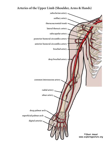 axillary artery and brachial artery