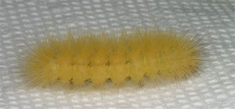 Check spelling or type a new query. Yellow Woollybear Caterpillar | The Backyard Arthropod Project