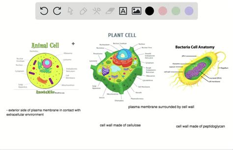 Solved Compare And Contrast The Boundaries That Plant Animal And