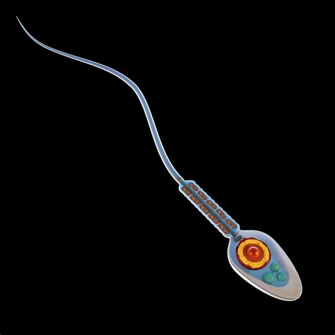 Human Sperm Cell 3d Model