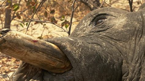 Poachers Kill 90 Elephants For Their Tusks In Botswana World News