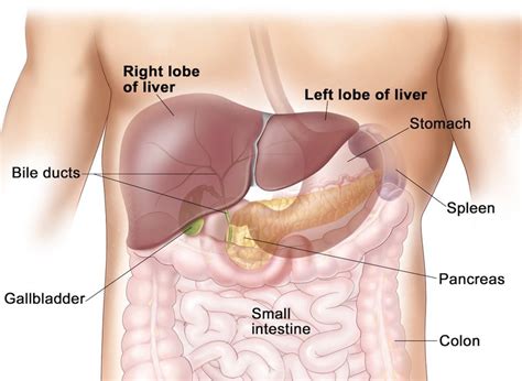 To make it easy, we've compiled a list of everything. Liver anatomy: (left) with an average weight of about 1.5 ...