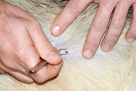 Removing Tick Attached To Dog With Tweezers Stock Photo By