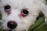 Always contact your vet if you notice anything wrong what is cherry eye? Pet Information - Dog Information - Cat Information ...