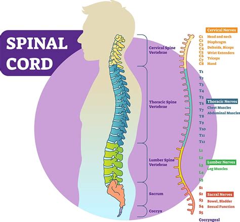 Spinal Cord Injury Rehabilitation And Recovery Centers In Virginia