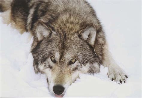 Idaho Wolf Populations Remain Stable Despite Higher Mortality Bonner