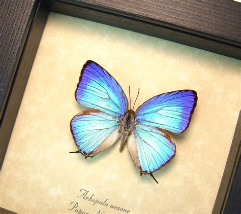 Arhopala Aexone Electric Blue Butterfly Framed Butterfly