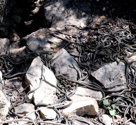 Garter Snake Den Stock Image Image Of Wonder Ball Nature 2428935