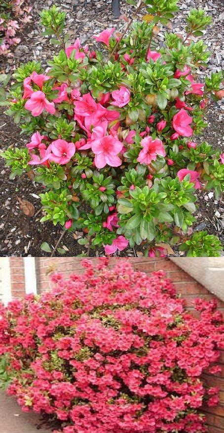 Lilacs come in a variety of shapes and sizes, from dwarf types that fit small entry gardens to it's the perfect weigela for tucking into pots or edging the front of a flower border. Nuccio's Wild Cherry Dwarf Azalea (Macrantha Satsuki ...