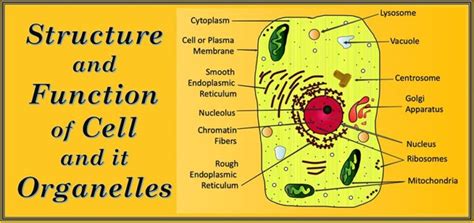 Structure And Function Of A Cell And Its Organelles Selftution