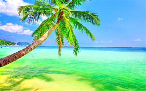 Palm Tree And Tropical Sea Fondo De Pantalla Hd Fondo De Escritorio
