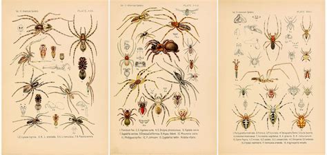 Where to Find Free & Inexpensive Vintage Images for Low Cost Wall Art | Delightfully Noted