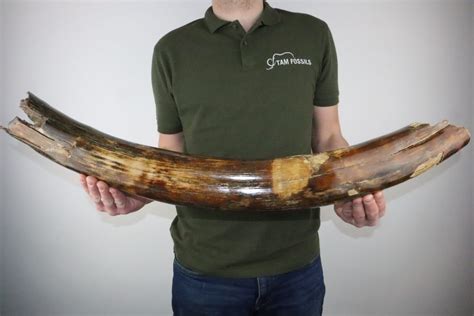 Discover Our Unique Mammoth Tusks For Sale Tam Fossils