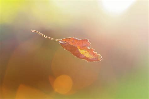Autumn Leaf Falling From Tree Photograph By Verity E Milligan Pixels