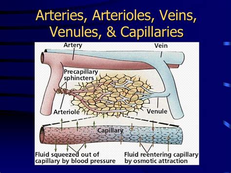 Arteries Arterioles Veins Venules And Capillaries