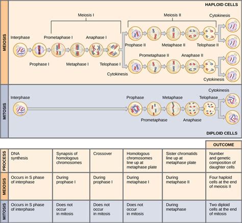 The Process Of Meiosis Comparing Meiosis And Mitosis Biology