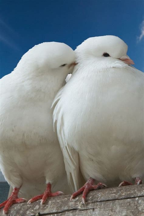Pigeon Love Pájaros Hermosos Fondo De Pantalla De Aves Fotos De Aves