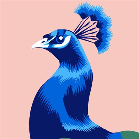 Peacock Vector Illustration | Domestika