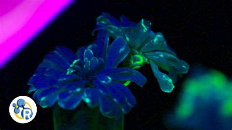 How To Make A Fluorescent Flower Youtube