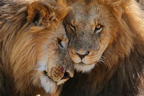 Lion Kings 13 Stunning Photos Of Kenyas Magnificent Wildlife Wanderlust