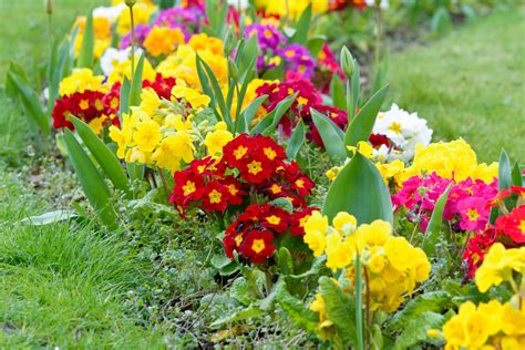 7 Flores De Jardín Para Primavera Armony