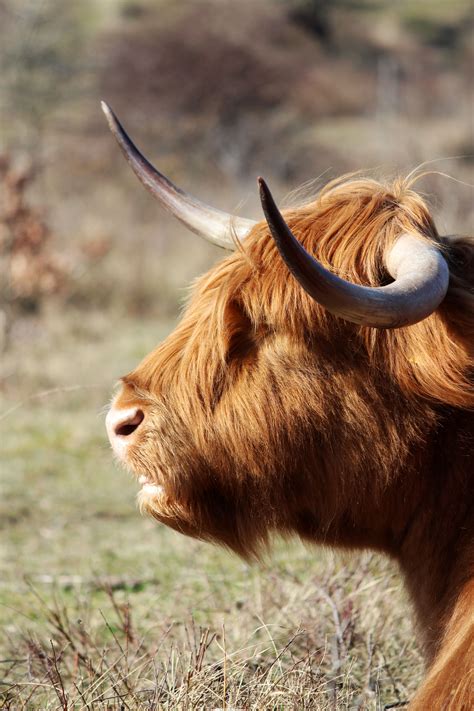 Schotse Hooglander In De Duinen Bij Heemskerk Scottish Highland Cow