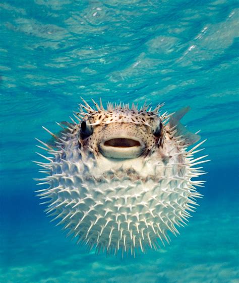 Pufferfish Photos Sea Creatures Scarier Than Sharks Ny Daily News