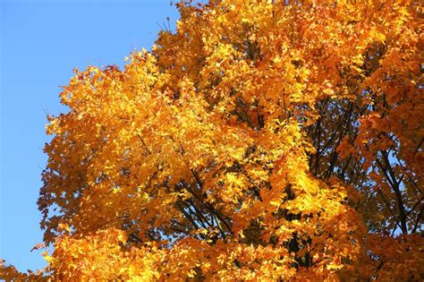 Maple Tree Stock Photo Image Of Scenic Seasonal Beautiful 262001118