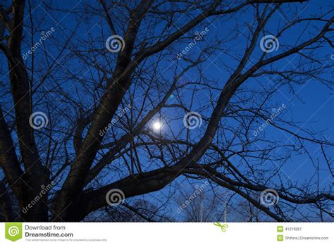 Night Moon And The Branches Of Trees Stock Image Image Of Moon