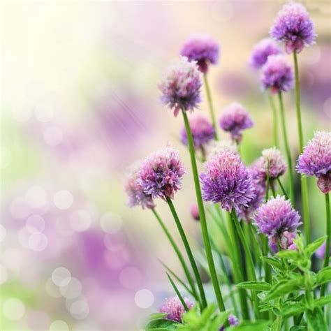 Beautiful pictures of flowers free download. Beautiful flowers high definition picture free stock ...