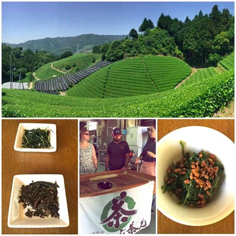 Learn More About Japanese Tea At Obubu Tea Farm Traveling In Japan