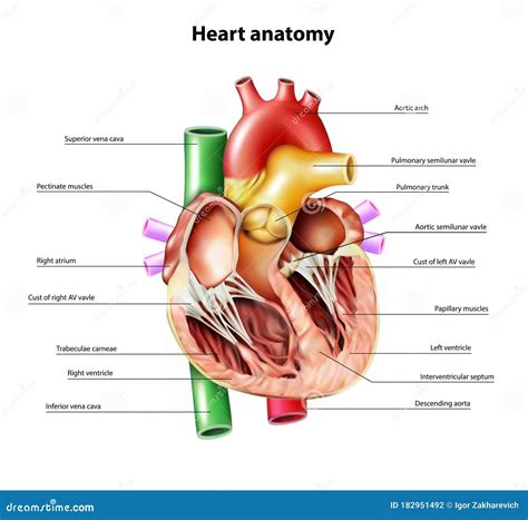 Anatomy of the Heart. Section of the Heart Stock Vector - Illustration