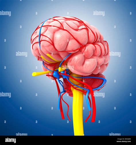 Brain Anatomy Artwork Stock Photo Alamy
