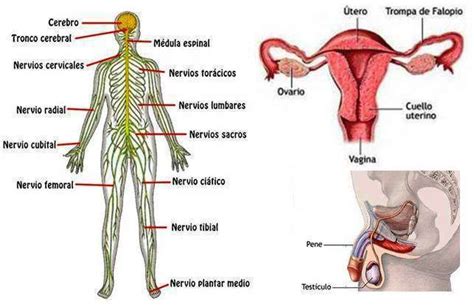 Sistema Nervioso Y Reproductivo Mind Map