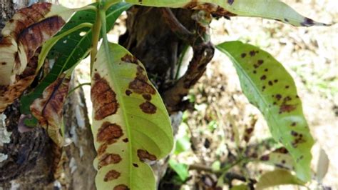 Brown Why Are The Leaves On Mango Tree Turning Brown