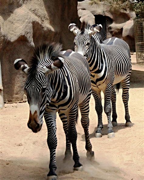 He knows exactly where the zebras live. Grévy's zebra - | Zebras, horses and wild asses are all equi… | Flickr