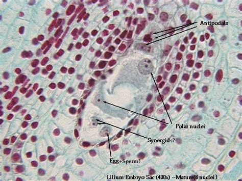 A megaspore mother cell, or megasporocyte, is a diploid cell in plants in which meiosis will occur, resulting in the production of four haploid megaspores. Biology 252 -- Plant Morphology and Systematics Home Page