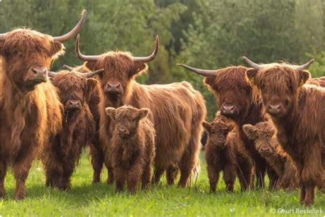 Adorable Highland Cattle Herd