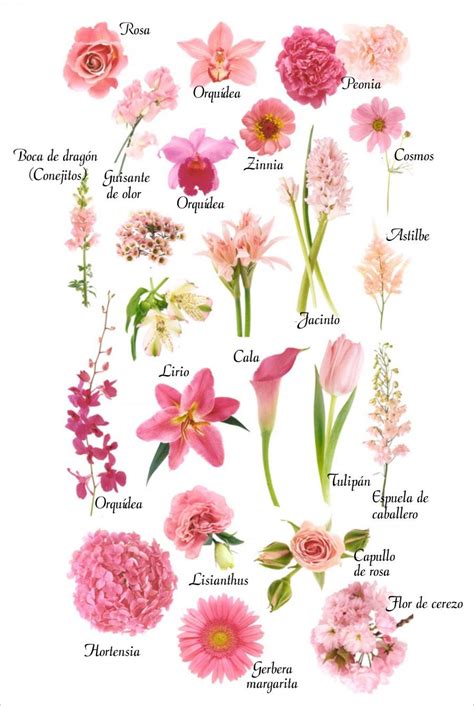Los Colores De Las Flores Flores De Color Rosa Nombres De Flores