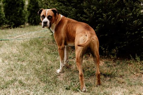 Are Boxer Puppies Born With Tails