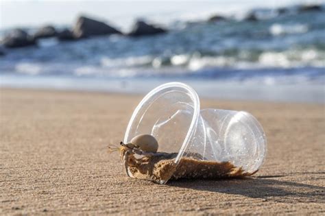 Research Highlights Impact Of Plastic Pollution On Marine Life