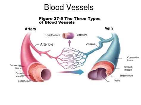 Arteries Diagram Free Artery Vein Diagram Templates